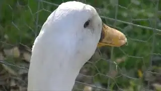 Duck 11%