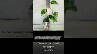 13.04.24 #Растения почтой🌿Липецк🌸Эпипремнумы🌿Амидриум🌸Сингониумы🌿Сансевиерия🌸Эпифиллум🌿Рипсалис и др