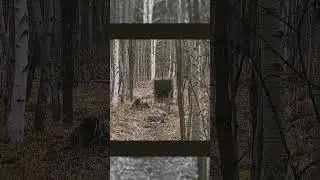 Пробный отстрел стрел Anarchy #hunting #fishing #archery #archery_sports_institude #bowhunting