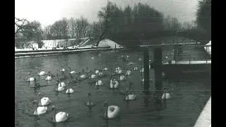 MAZURY - Rozmowa łabędzi