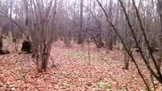 Лес осиновый поздней осенью.