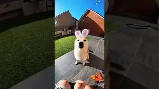Cute Funny Corgi #shorts