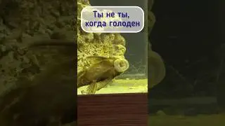 Забавный сомик #смешныеживотные #рыбы #приколы