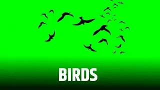 10 Best Birds Green Screen | Birds Green Screen