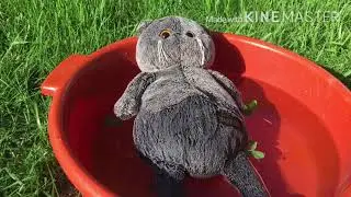 Басик в бассейне?! Басик и Компания 😜