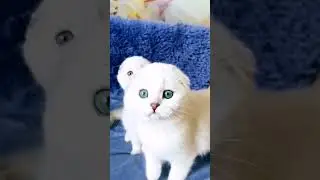 #шотландскаявислоухая #котята
