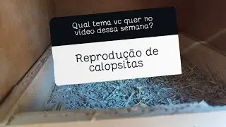 REPRODUÇÃO DAS CALOPSITAS