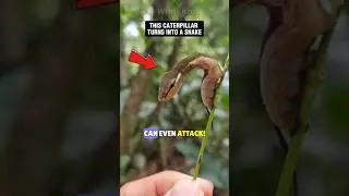 🐛This CATERPILLAR Takes The SHAPE Of A SNAKE! 🌿🐍 