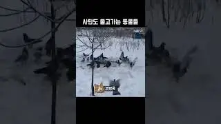 Видео с коками и собаками 