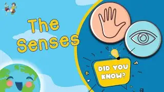 The Five Senses (Learning Videos For Kids)