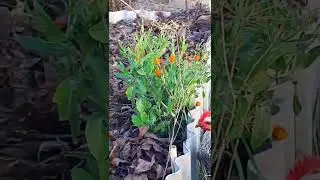 Колендулу для мазі. Calendula for ointment. #shortsvideo#shorts