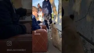 🦁🦁