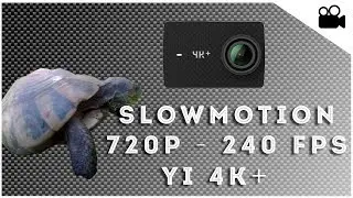 Slowmotion 720p 240 fps - Tartaruga - Yi 4K+