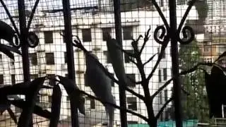 To make799   bird naughty teasing butterfly  Family biosphere on naughty birdie butterfly caused great interest