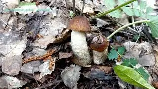 Первые  июньские грибочки!
