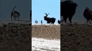 The bison threw the wolf onto his horns.