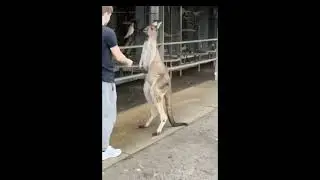 бой кенгуру с мужиком))