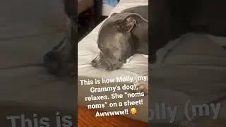 Does your dog (or cat) do this? #shorts. I have both! Lol 😂