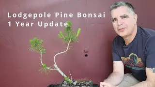 Lodgepole Pine Bonsai - One Year Update
