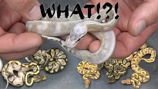 2024 Clutch 1 & 2 Results! DG, Ultramel, Blackhead, Paradox, Calico...Some Pretty Cool Combos!!!