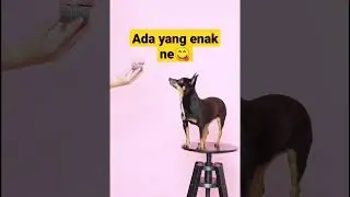 Gaya anjing ketika minta jatah 