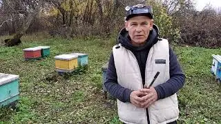 To treat or not to treat bees from mites? Dilemma...