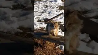 Кот ругается!!!Сидит на заборе который сломал и еще ругается!!!