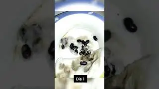 Experimenta en casa: Germiné frijoles y tome una foto cada día. Esto fue lo que pasó 😱