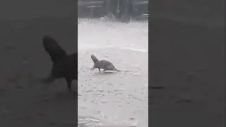 వర్షం 😄😄😄