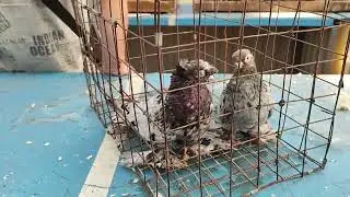 31.08.2024г Ярмарка голубиный Рай коротенький обзор