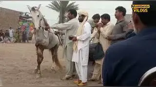 horse mating | horse dance 2 | horse breeding | donkey breeding | horses mating numberdar life vlog