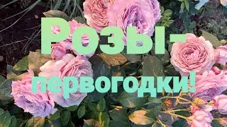 Розы - первогодки.