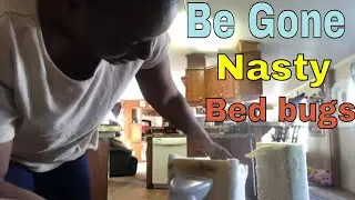 Get rid bed bugs naturally | tips