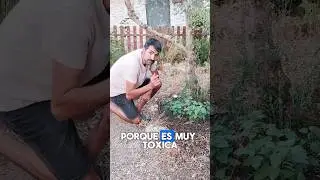 Reconocimiento de los tomatitos del diablo ( solanum nigrum)