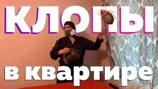 Что делать, если заметили клопов в квартире