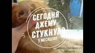 Объяснялка_МОЙ НОВЫЙ КОТ_Разговорное видео