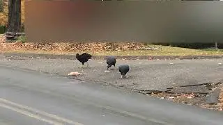 Black Vultures having a lunch time Bunny Edible Happy Halloween
