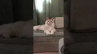 Мейн кун X-Trim Afonya Coon*Ru, МСО ds25 8 месяцев