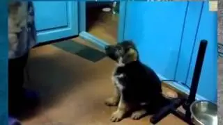 Щенок разговаривает по человечески