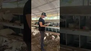 ¿Cuantas veces se hace la recolección de huevos?🥚 ❤️ #eggs #animals