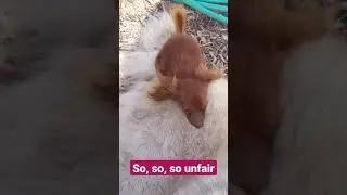 Small Dogs don't let their disability keep them from being real.