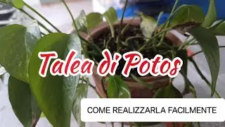 Talea di Potos