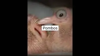 Animais bebês que nunca tinhamos vistos #2 #shorts