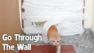 Cats Going Through Toilet Paper Wall Challenge