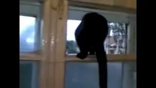 Barking cat gets caught! (ORIGINAL)