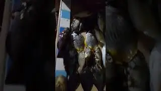kuridas