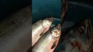 Засолил горбушу с икрой 
