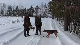 Белорусский гончак Охота на зайца