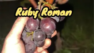 Ruby Roman Grapes, 21.10.2024 The most expensive grape variety in the world. Collector's grape.