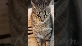 Najim ham sichqon tutadi / uzbekcha dublyaj azik boom mushukvoy najim tarjimakino kulguli